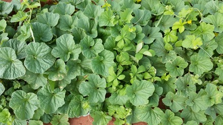 Weed Control Journal full collection available